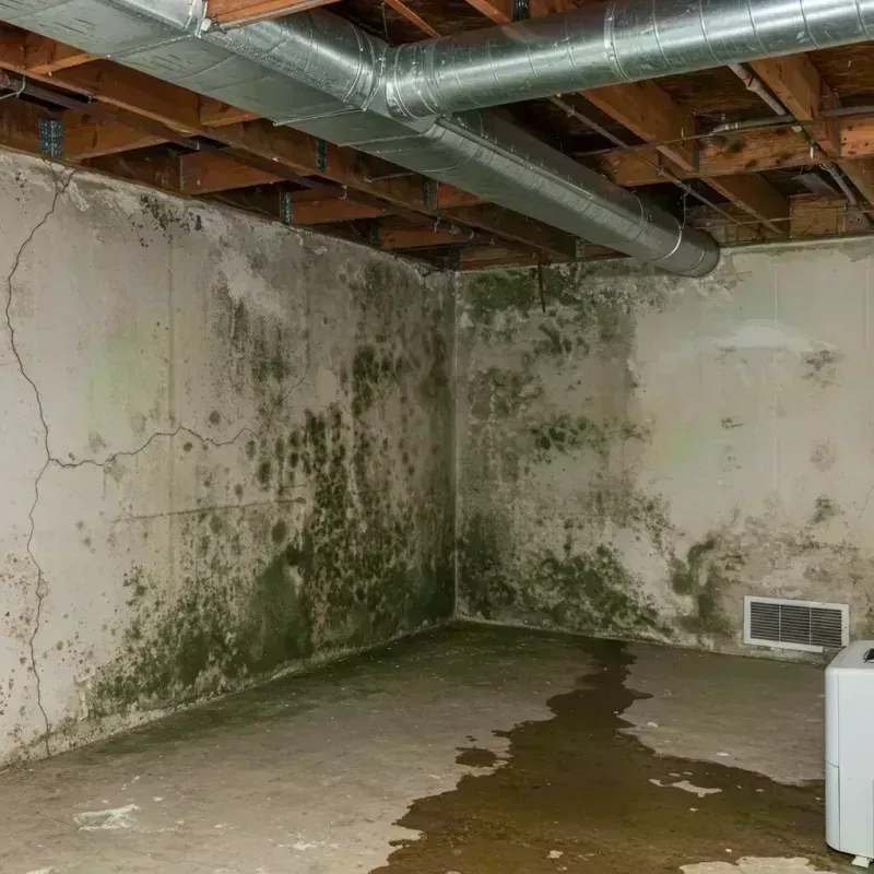 Professional Mold Removal in Huntsville, MO